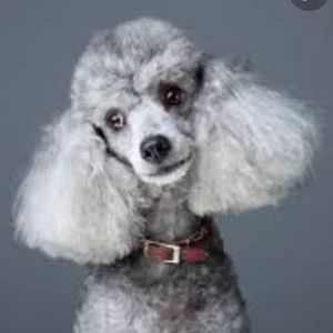 Meet your Posher, Tammy